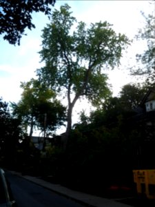 Howland Avenue 146 20171011
