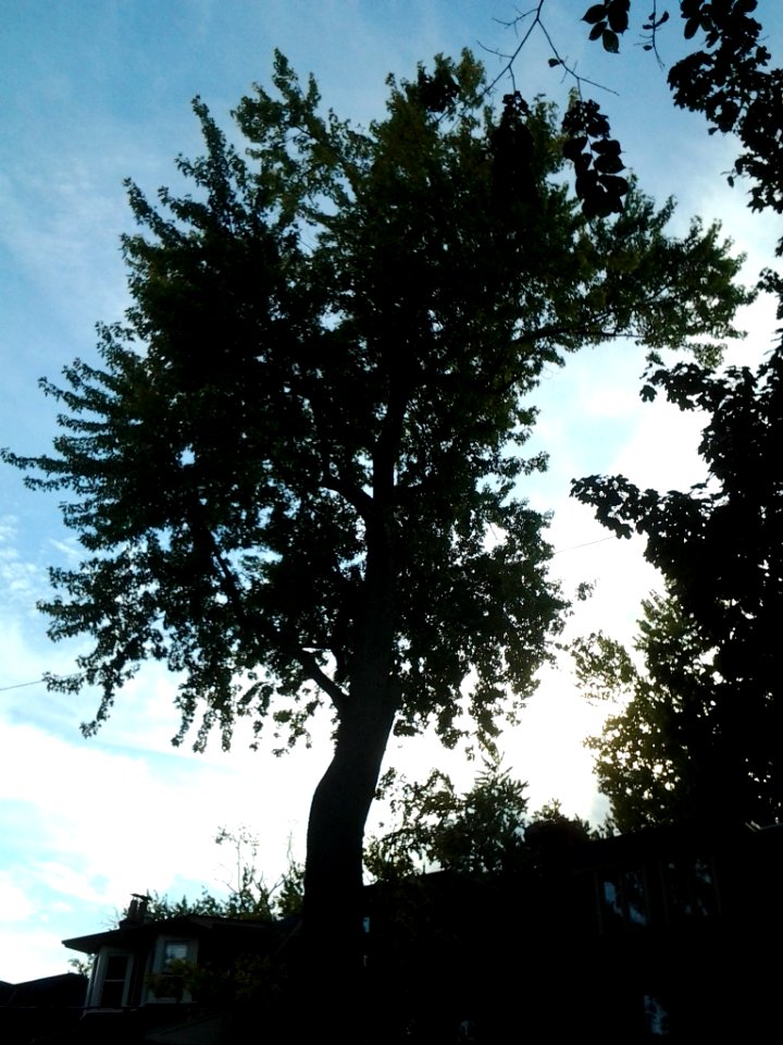 Howland Avenue 138 20171011