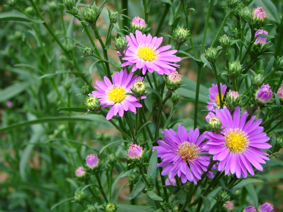 Daisy wild flower chrysanthemum