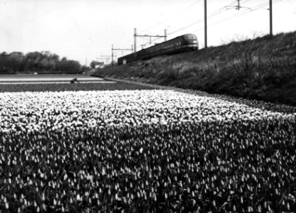 HUA-151008-Gezicht op een bloembollenlandschap ter hoogte van Vogelenzang Bennebroek met op de achtergrond een electrisch treinstel plan T mat 1964 van de NS