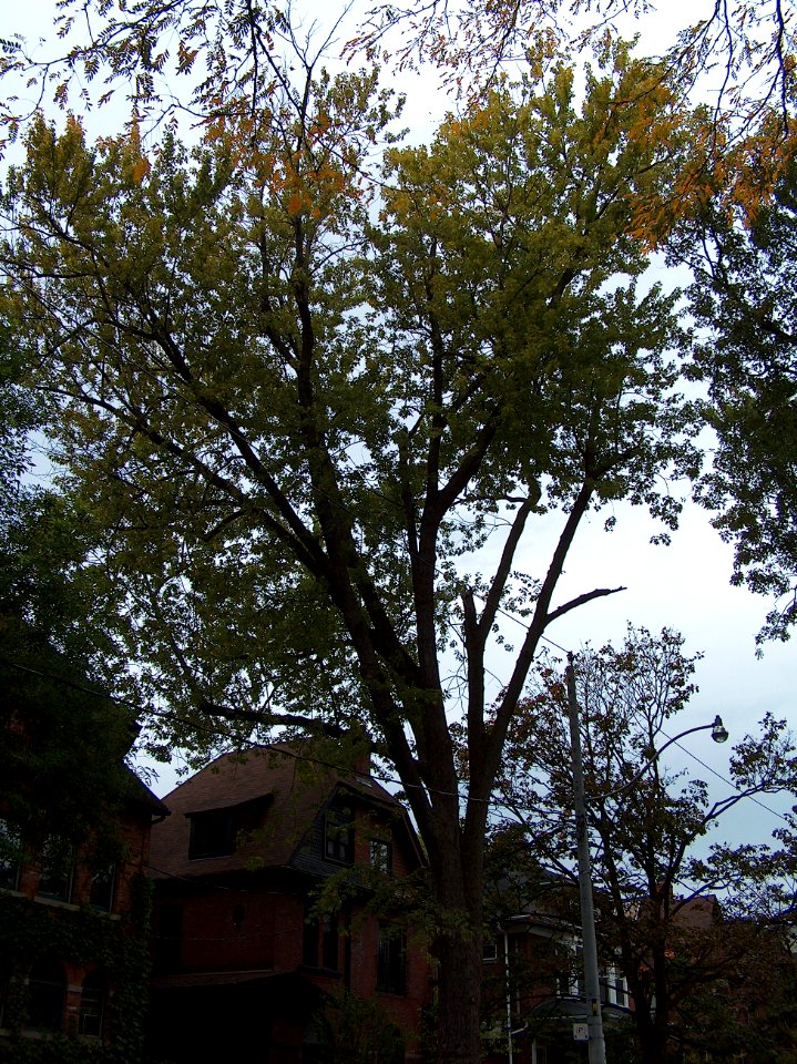 Howland Avenue 62 20171011