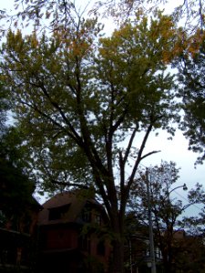 Howland Avenue 62 20171011