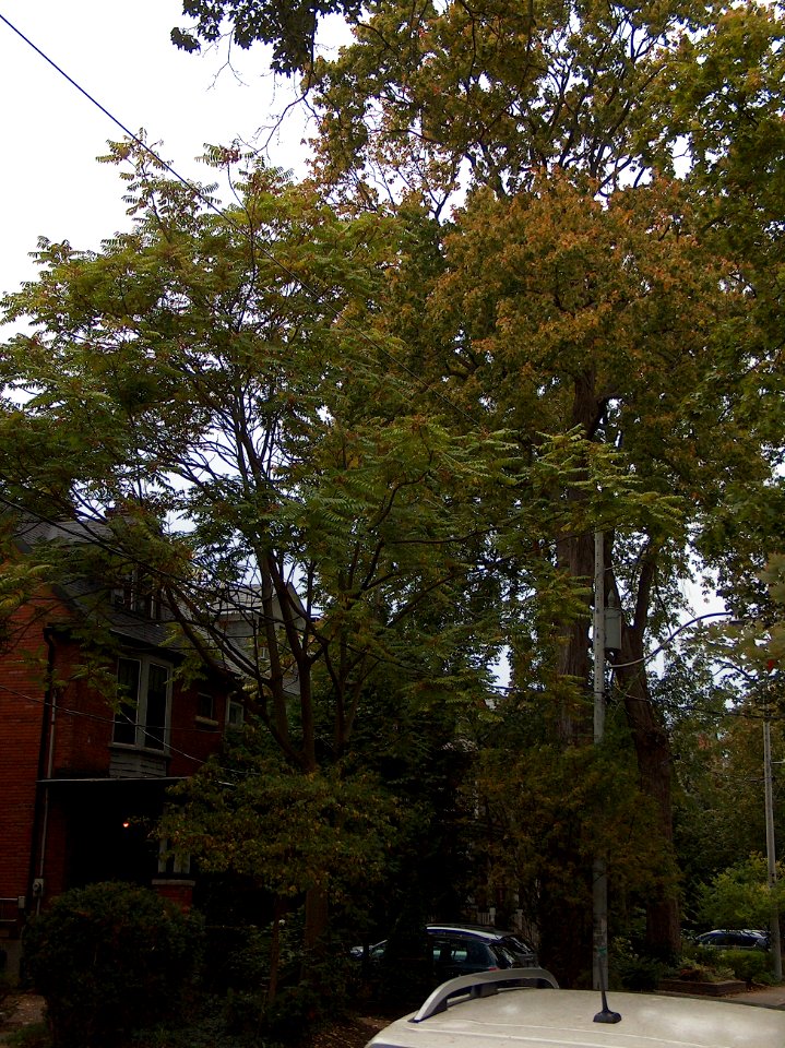 Howland Avenue 38 20171011