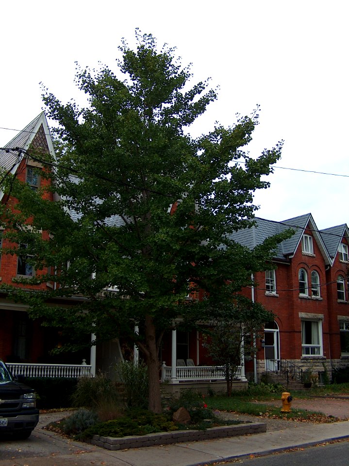 Howland Avenue 20 20171011