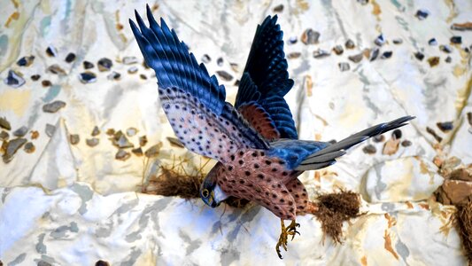 Feather wild wildlife