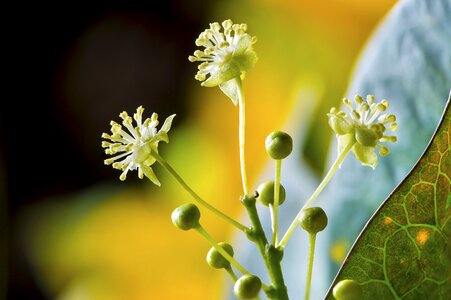 Africa tropical exotic