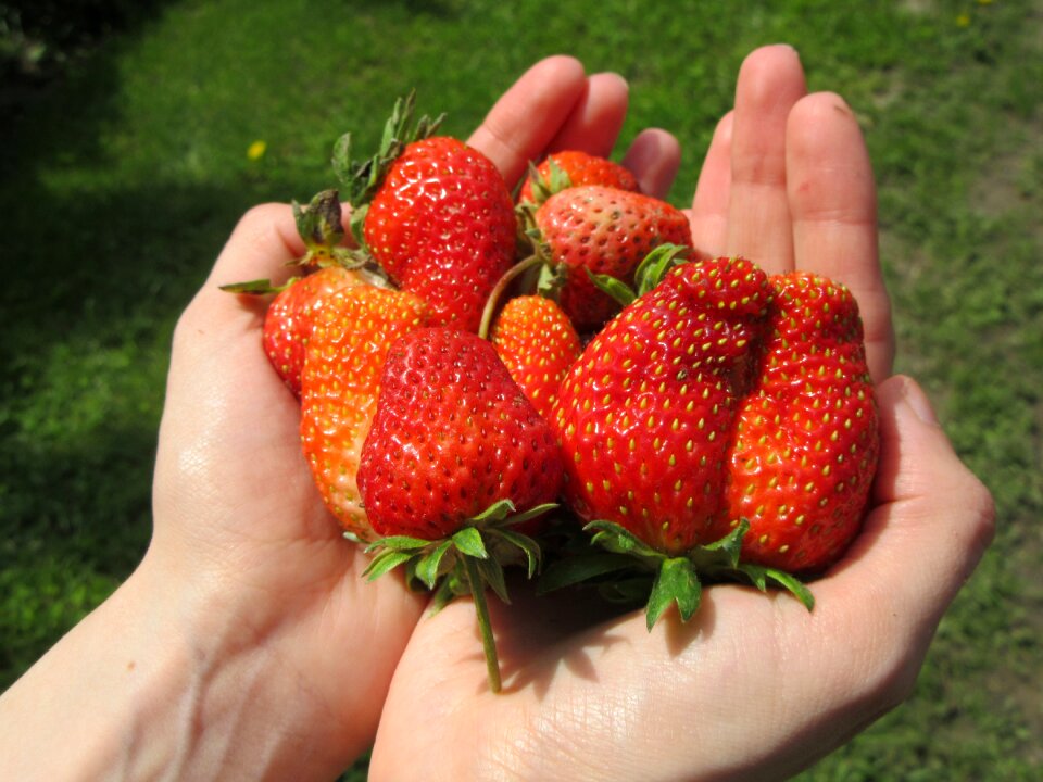 Fruit fresh healthy