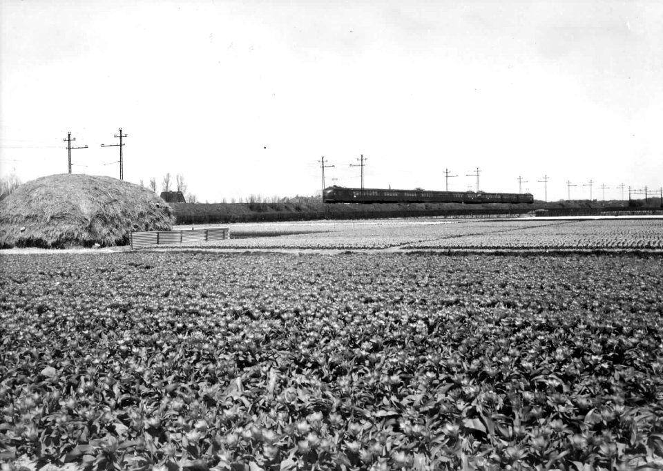 HUA-150913-Afbeelding van twee electrische treinstellen mat 1936 van de NS in een bloembollenlandschap ter hoogte van Hillegom