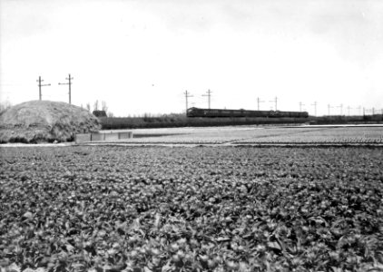 HUA-150913-Afbeelding van twee electrische treinstellen mat 1936 van de NS in een bloembollenlandschap ter hoogte van Hillegom