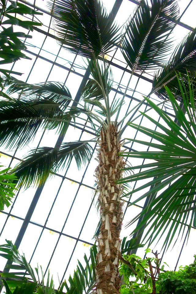 Howea forsteriana - Botanischer Garten - Heidelberg, Germany - DSC01166