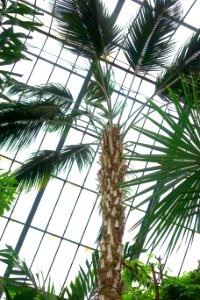 Howea forsteriana - Botanischer Garten - Heidelberg, Germany - DSC01166