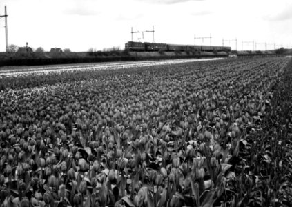 HUA-150987-Gezicht op een tulpenveld ter hoogte van Hillegom met op de achtergrond een electrische locomotief (serie 1100) met rijtuigen