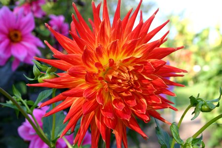 Bloom autumn noldegarten