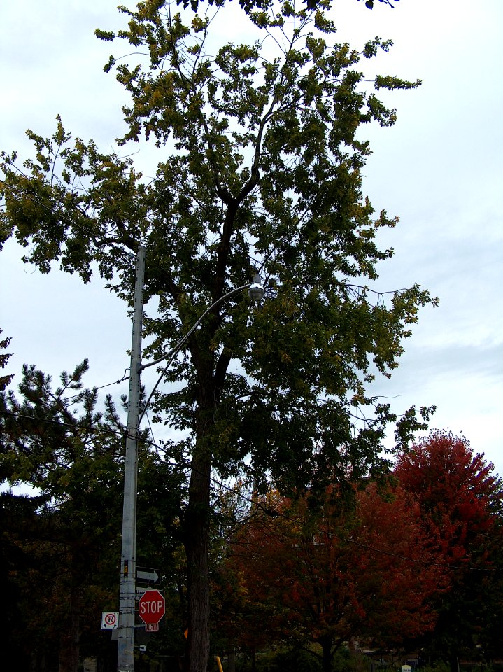 Howland Avenue 80 20171011