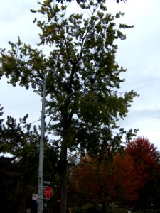Howland Avenue 80 20171011