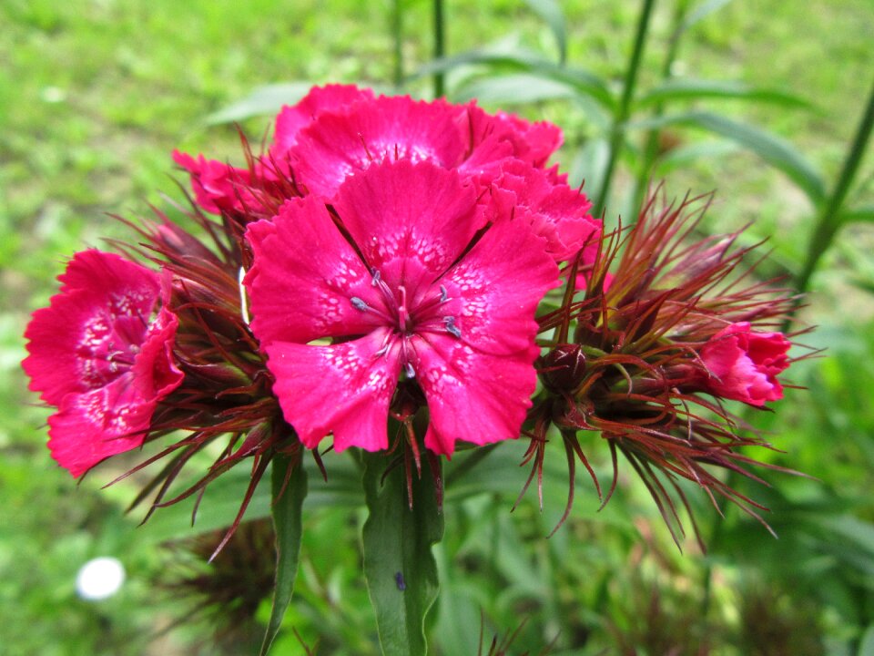 Plant green magenta