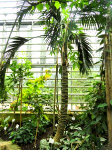Howea belmoreana - Botanischer Garten Freiburg - DSC06313