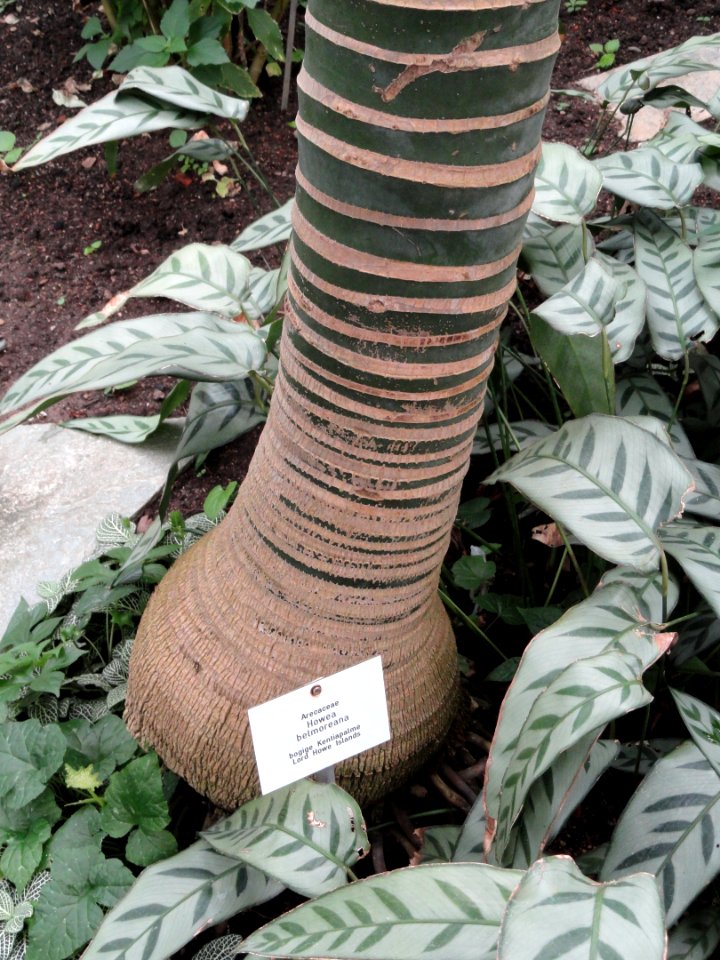 Howea belmoreana - Botanischer Garten Freiburg - DSC06312