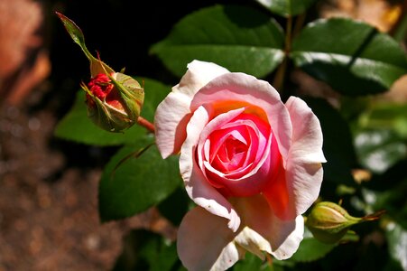 Rose garden blossom bloom
