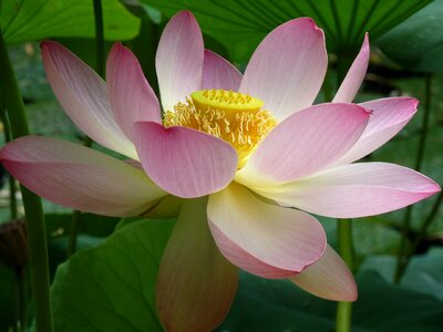 Lotus flower pink water flower