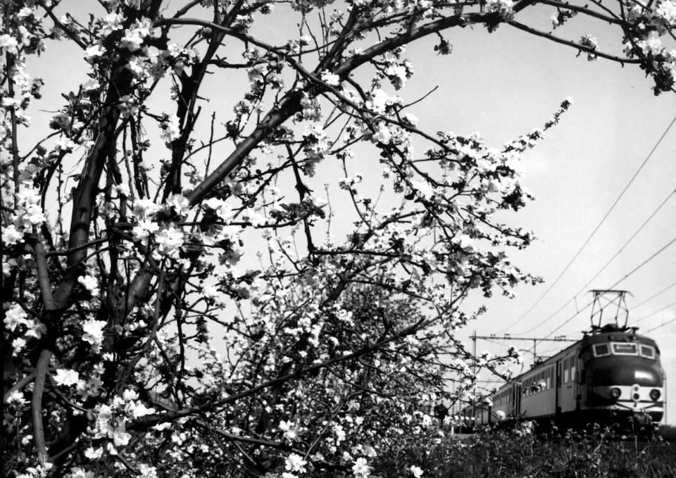 HUA-151016-Afbeelding van een electrisch treinstel mat. 1954 van de N.S. (plan P) in een landschap met bloeiende bomen ter hoogte van Geldermalsen