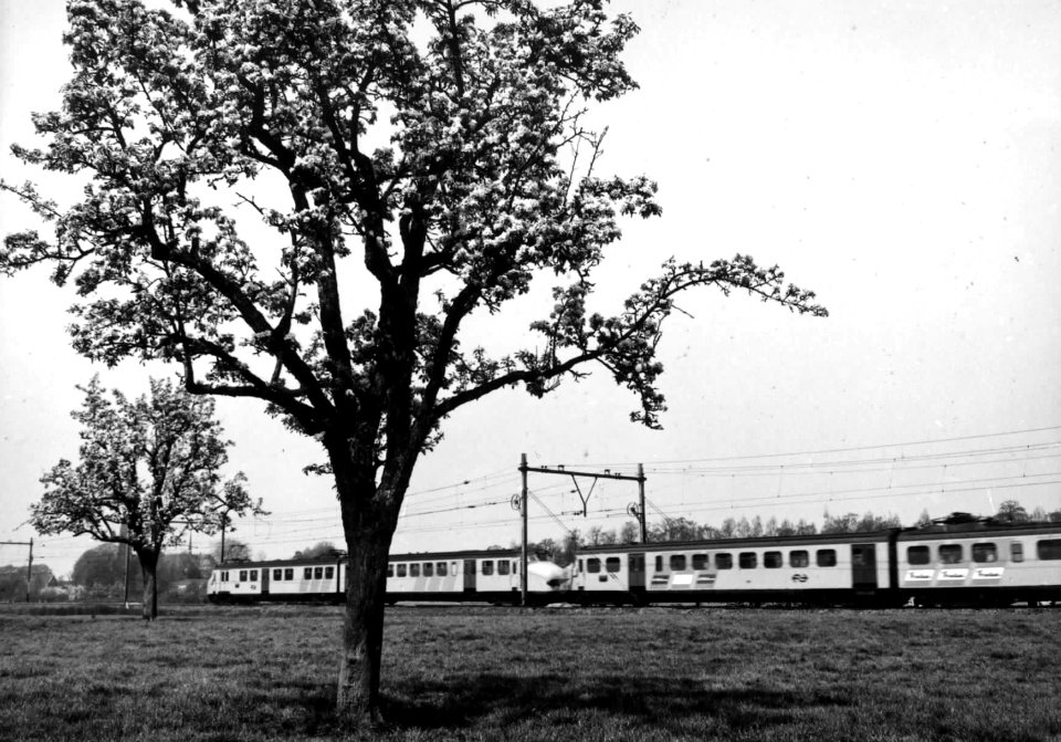 HUA-151041-Afbeelding van twee gekoppelde electrische treinstellen mat. 1954 van de N.S. in een weidelandschap met bloeiende bomen ter hoogte van Vleuten