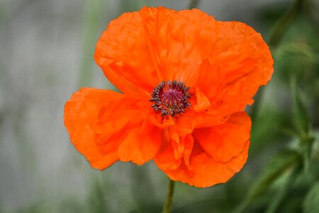 Macro plant color