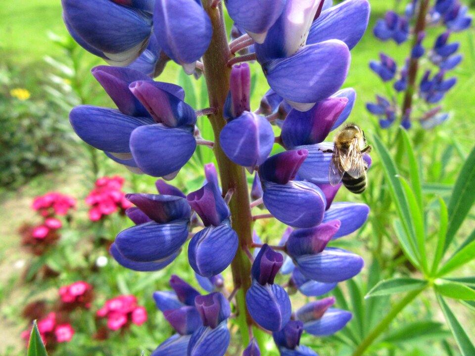 Green blue violet bee