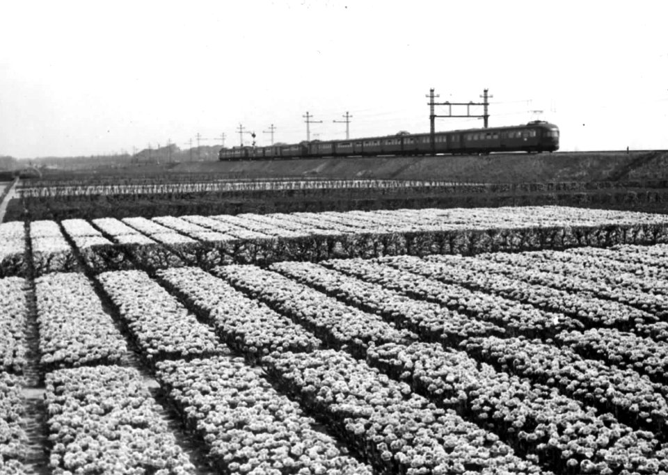 HUA-150914-Afbeelding van twee electrische treinstellen mat. 1940 van de N.S. in een bloembollenlandschap ter hoogte van Hillegom