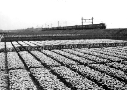 HUA-150914-Afbeelding van twee electrische treinstellen mat. 1940 van de N.S. in een bloembollenlandschap ter hoogte van Hillegom