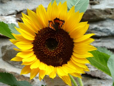 Bloom yellow summer