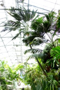 Howea forsteriana - Krohn Conservatory - DSC03672