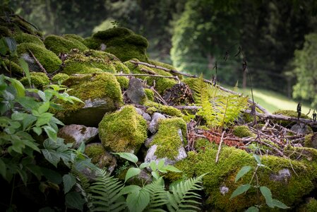 Moss stone wall natural stones