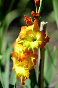 Yellow gladiolus flower nature photo