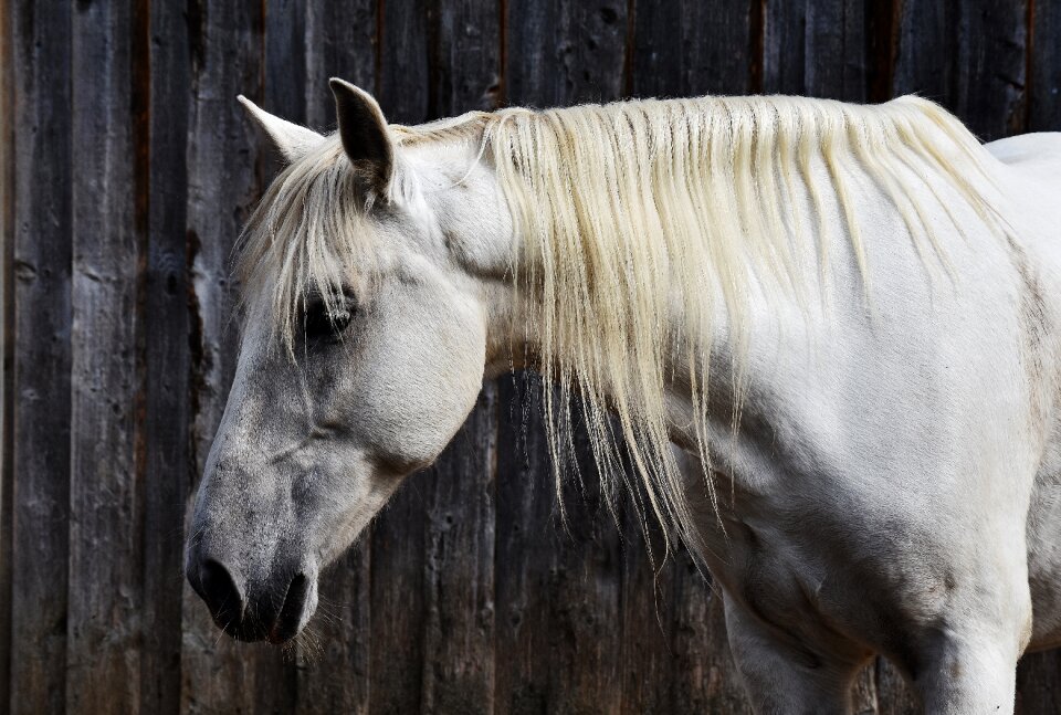 Animal white horse nature