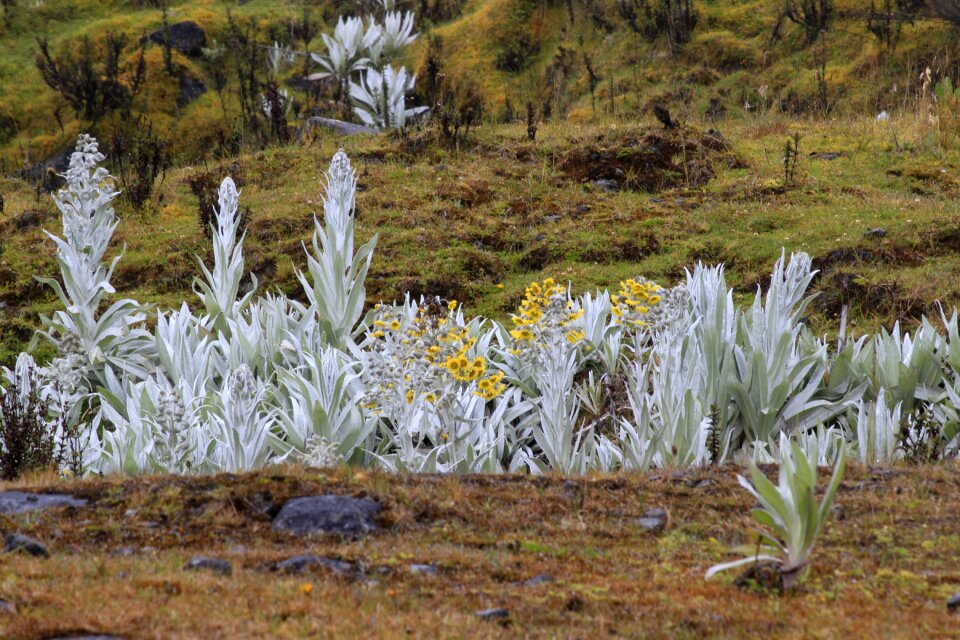 Páramo de chingaza cundinamarca colombia