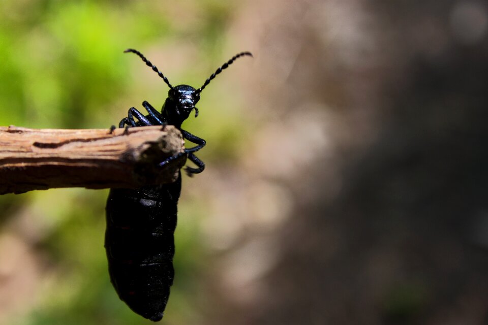 Black nature animal