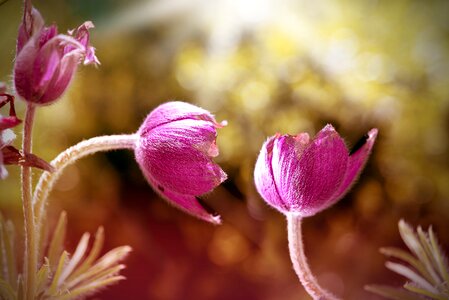 Plant spring flower blossom