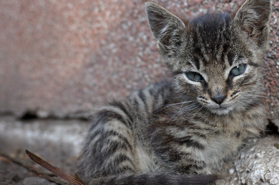 Young cat cat portrait kitten