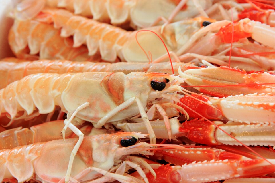 Seafood shrimps harbour