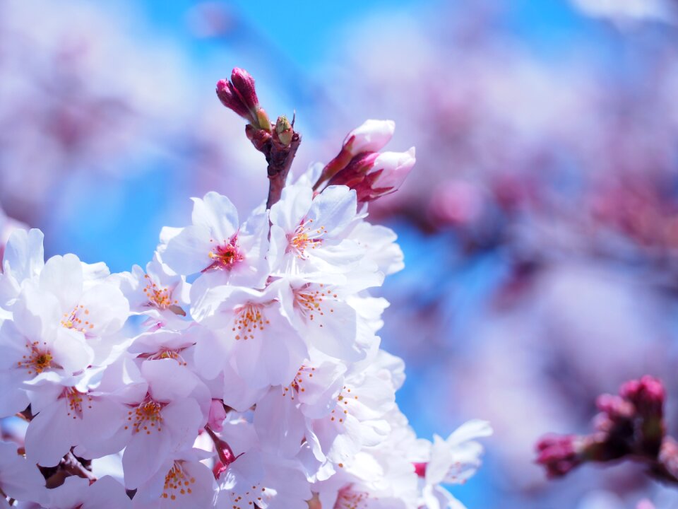 Flowers spring flowers yoshino cherry tree