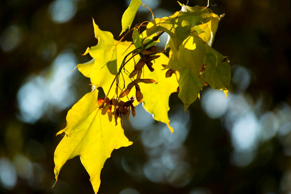 Leaves golden autumn leaves in the autumn