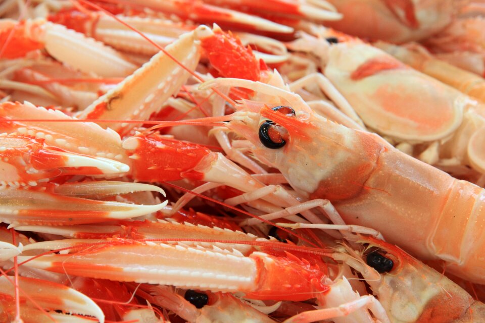 Seafood shrimps harbour