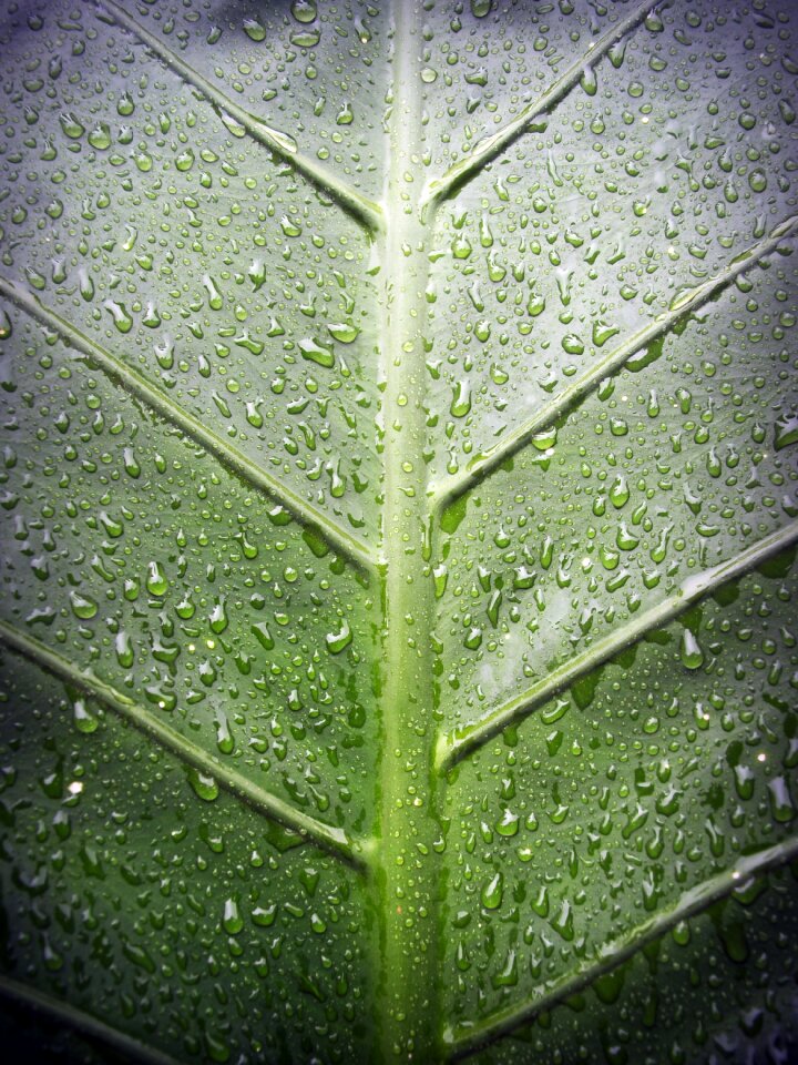 Drop background natural