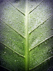 Drop background natural