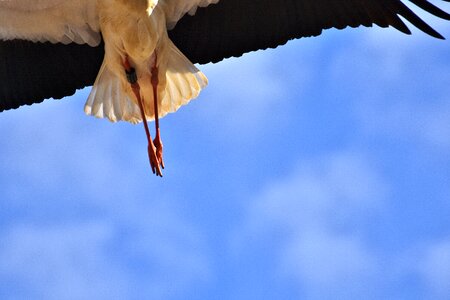 Flying plumage nature