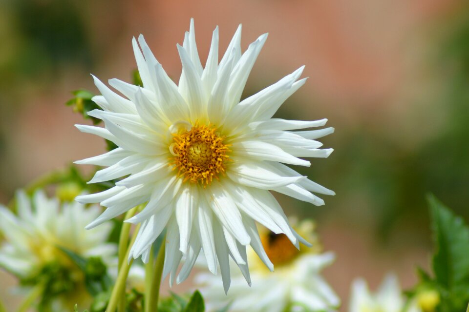 Late summer blossom bloom