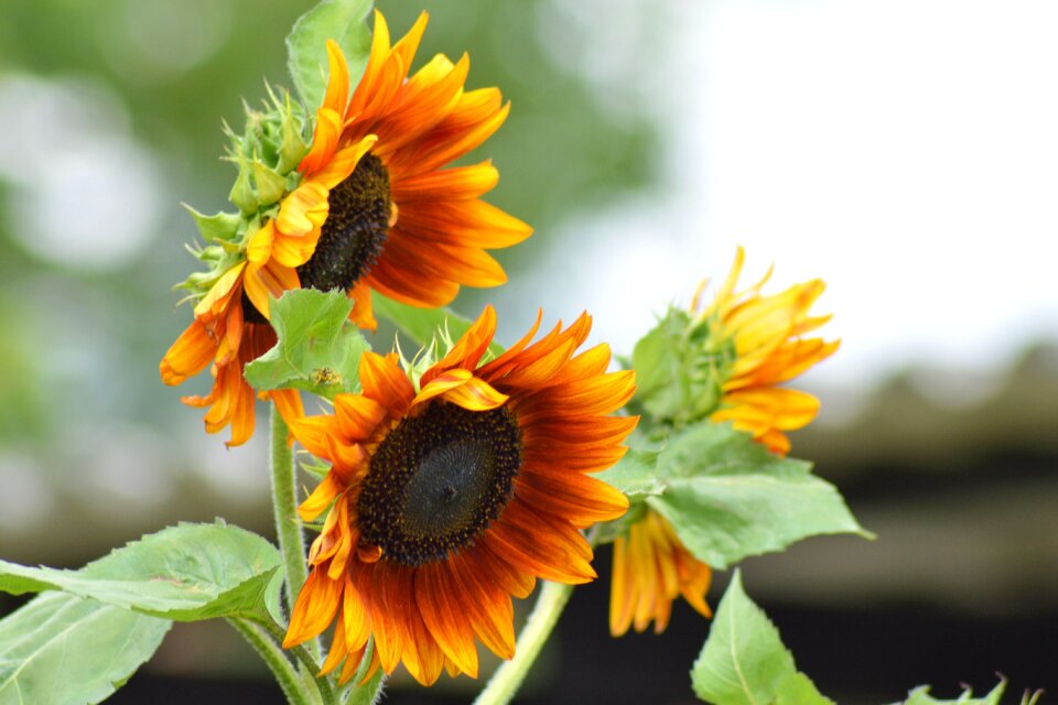 Bloom plant garden