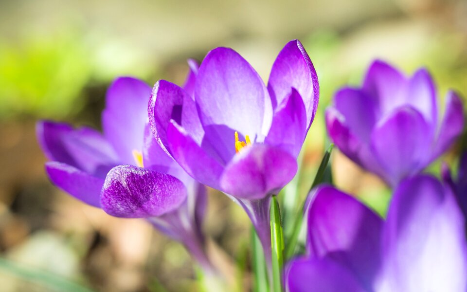 Flowers purple violet