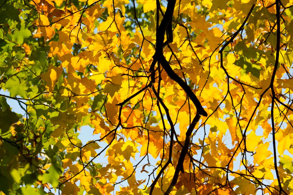 Leaves golden autumn leaves in the autumn photo